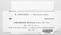 Leptosphaeria doliolum image